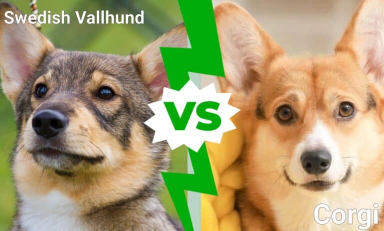 Vallhund sueco vs Corgi: 5 diferencias clave - Animales Adorables